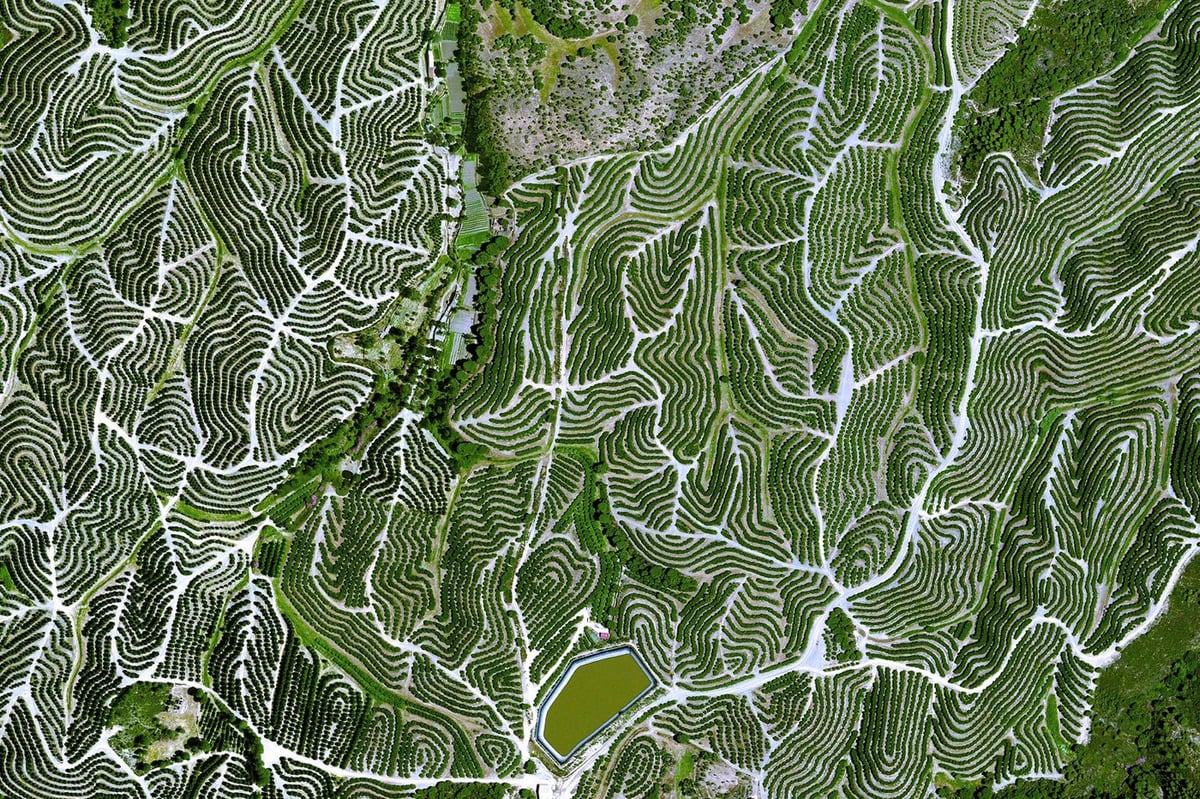 Spain Vineyards