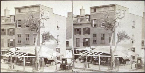 Stuyvesant pear tree