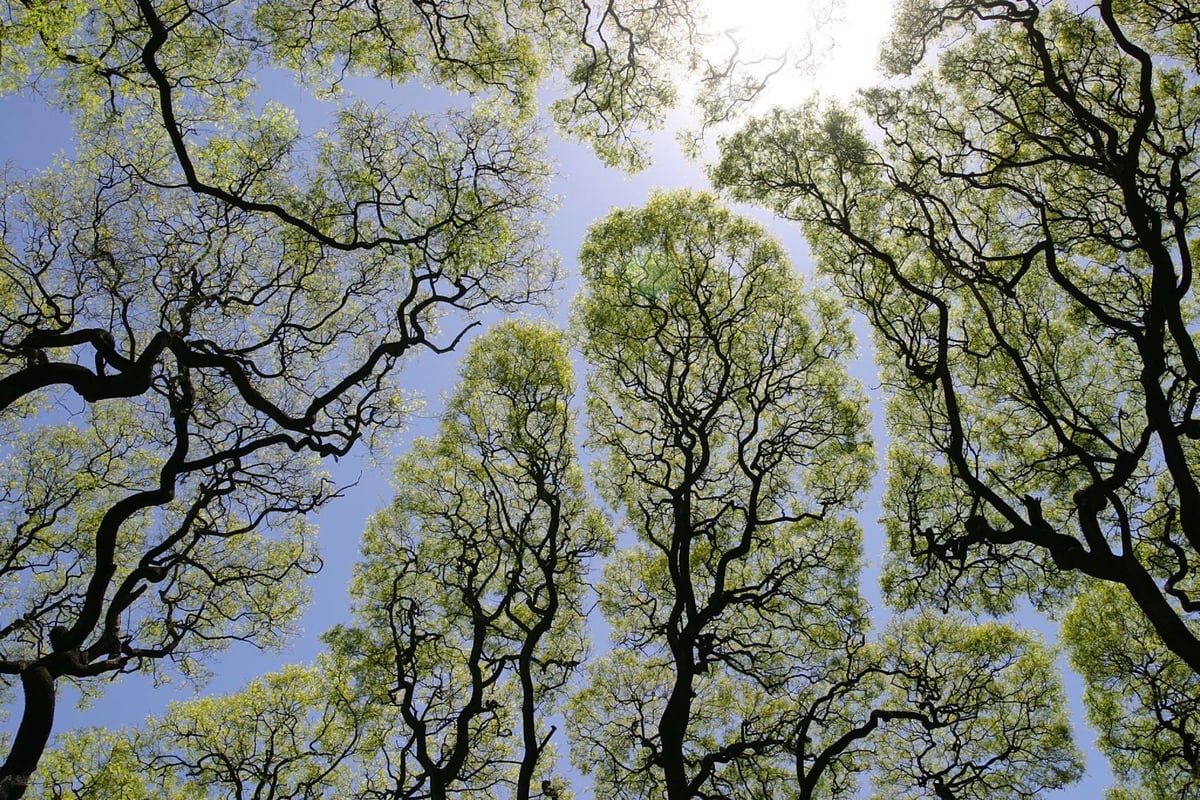 Tree Crown Shyness