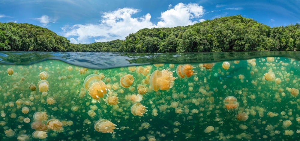 2021 Underwater Photographer of the Year