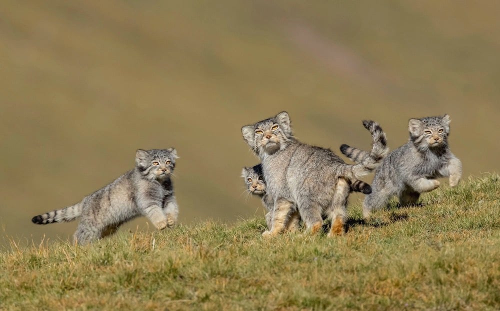 2020 Wildlife Photographer of the Year