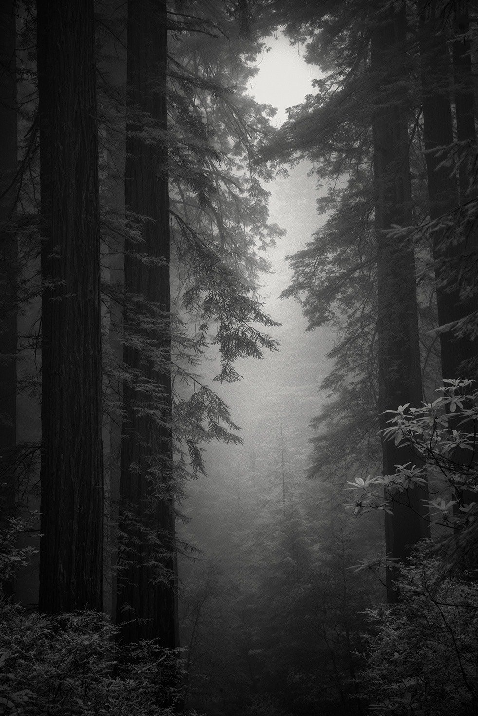 Wirth Redwoods