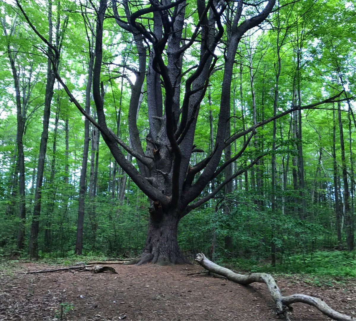 Wolf Tree