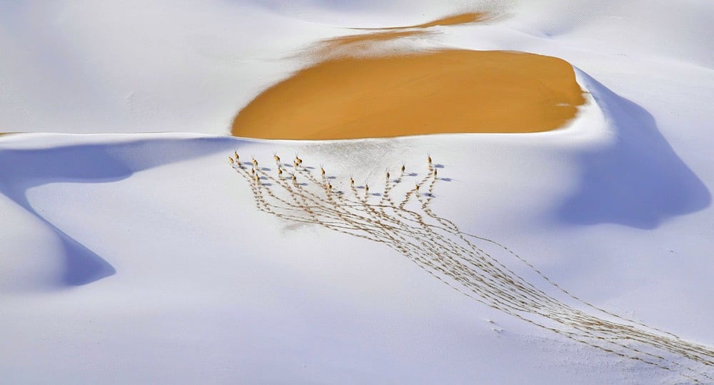 2019 Wildlife Photographer of the Year