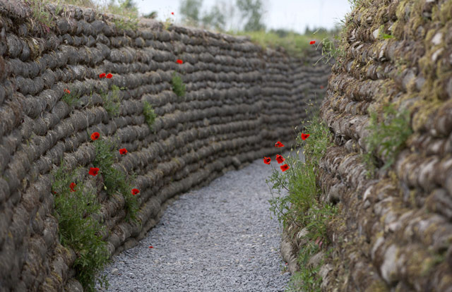 WWI Poppies