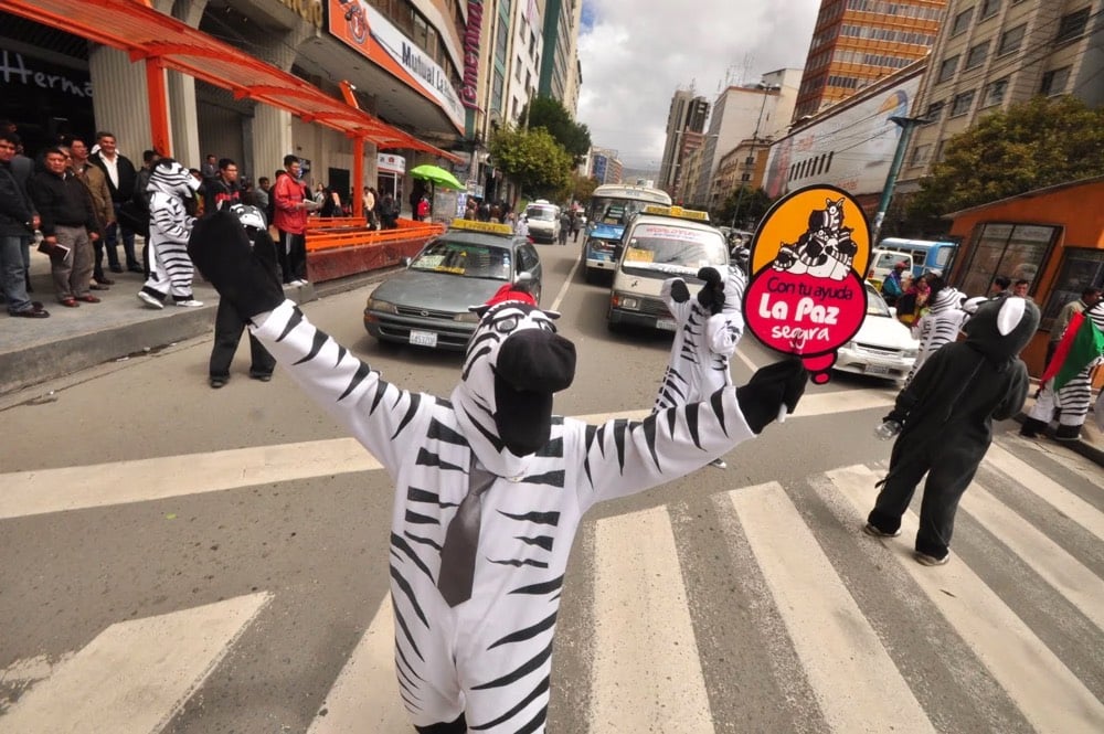 Zebra Bolivia