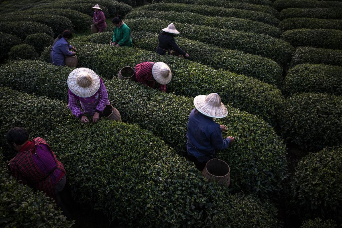 Tea Plantation - 1.jpg