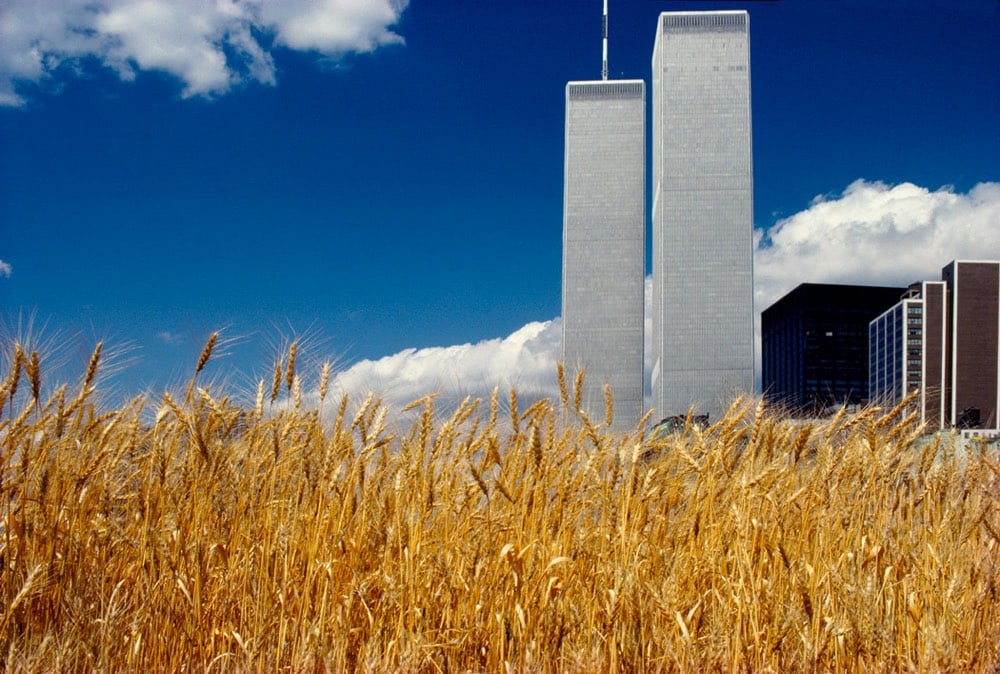 Agnes Denes Wheat