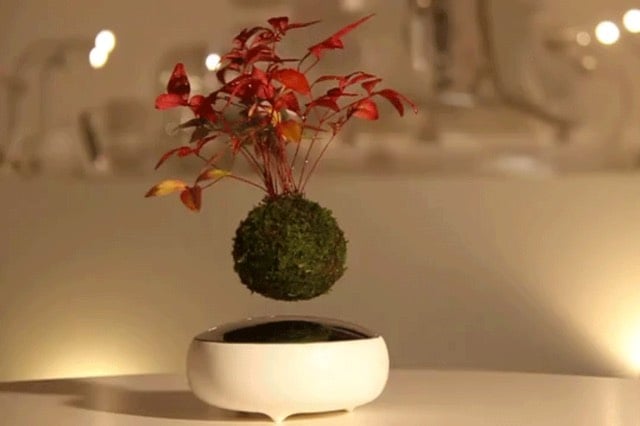 Air Bonsai