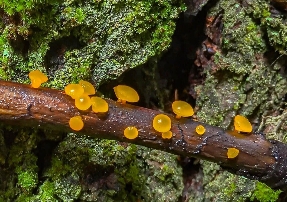 Alison Pollack Fungi