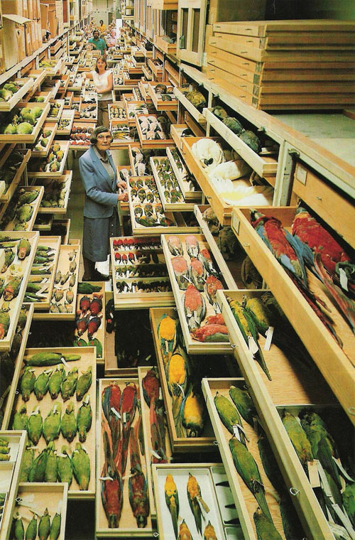 NMNH backroom