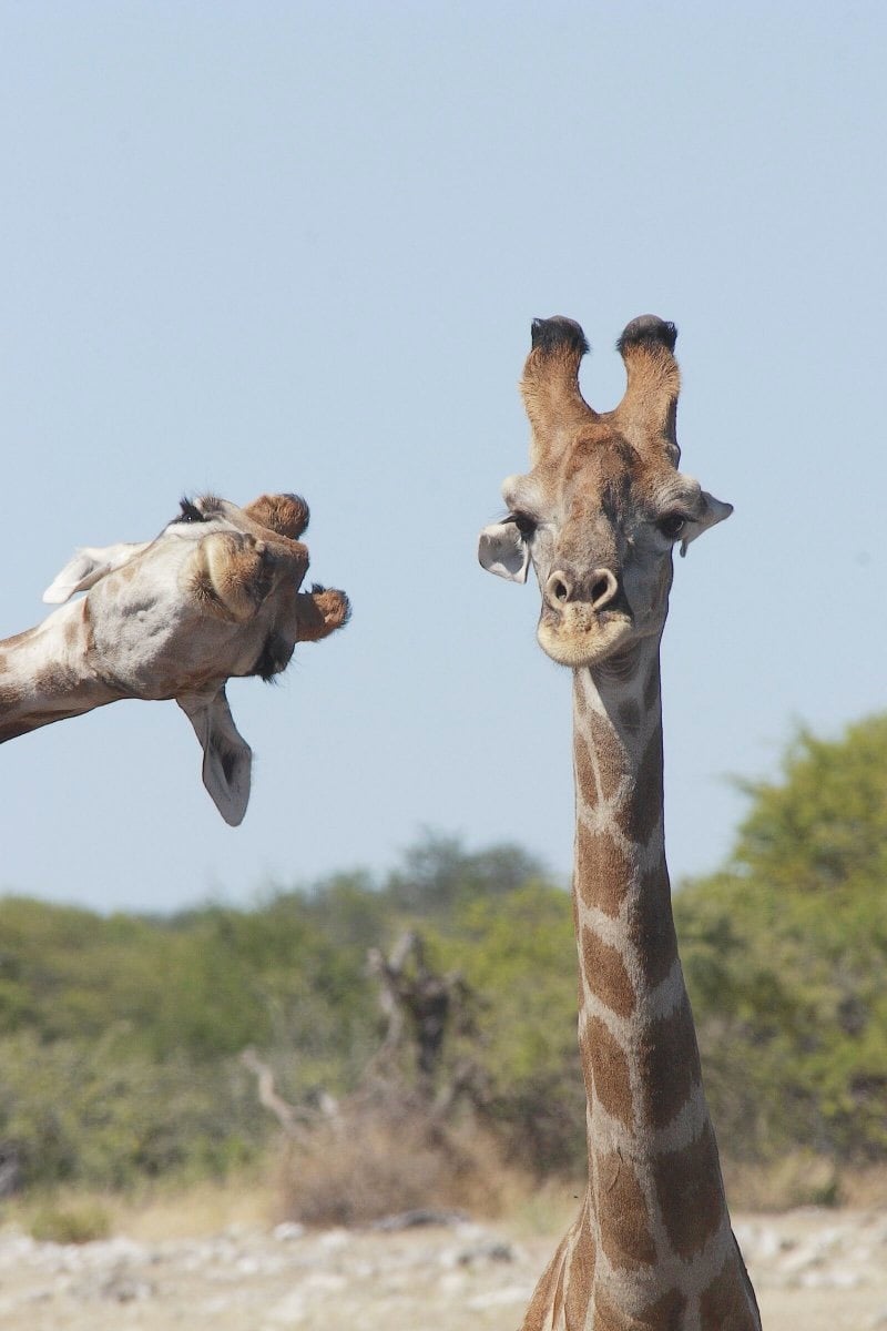 Finalists for the 2020 Comedy Wildlife Photography Awards