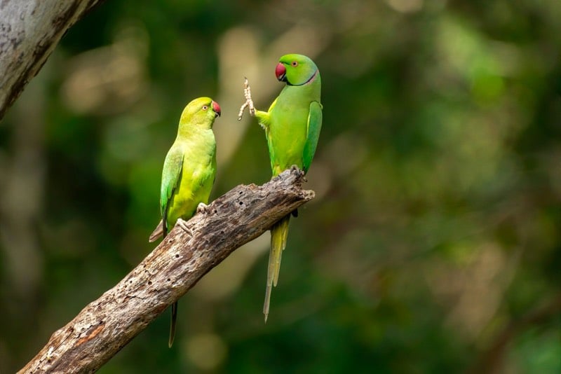 Finalists for the 2020 Comedy Wildlife Photography Awards