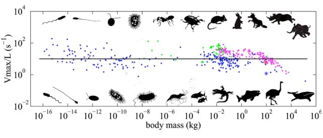 Animal Speed Scaling