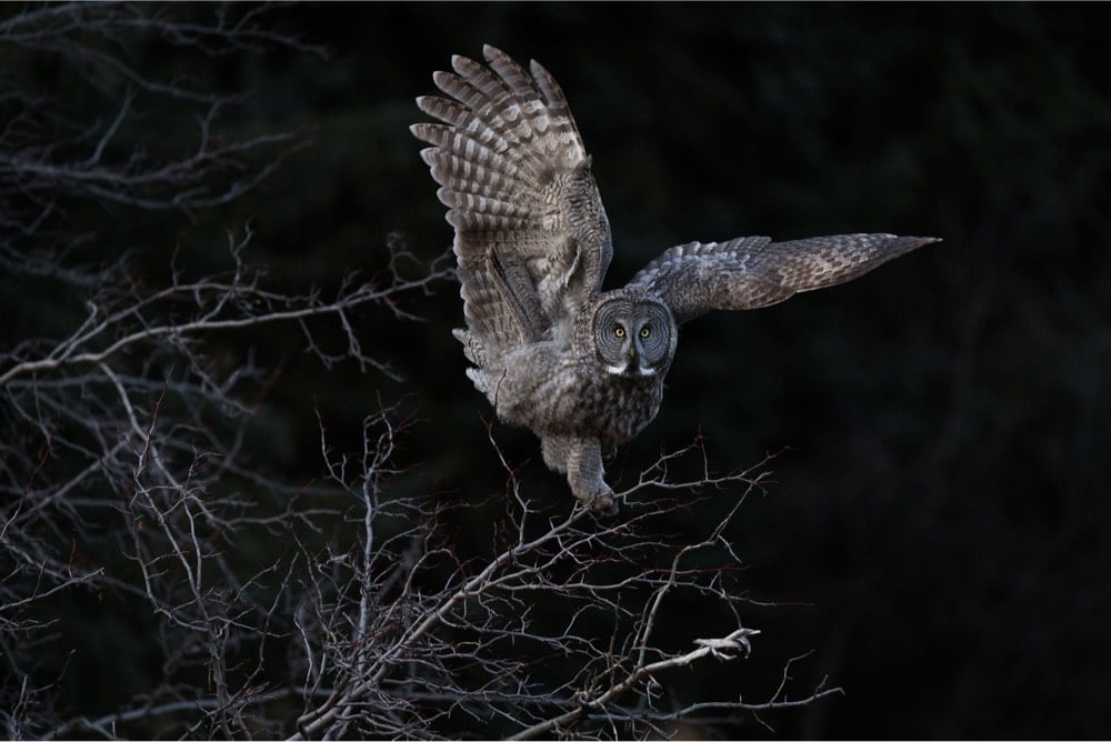 The 2018 Audubon Photography Awards