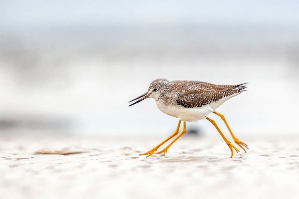 two small birds walking in unison