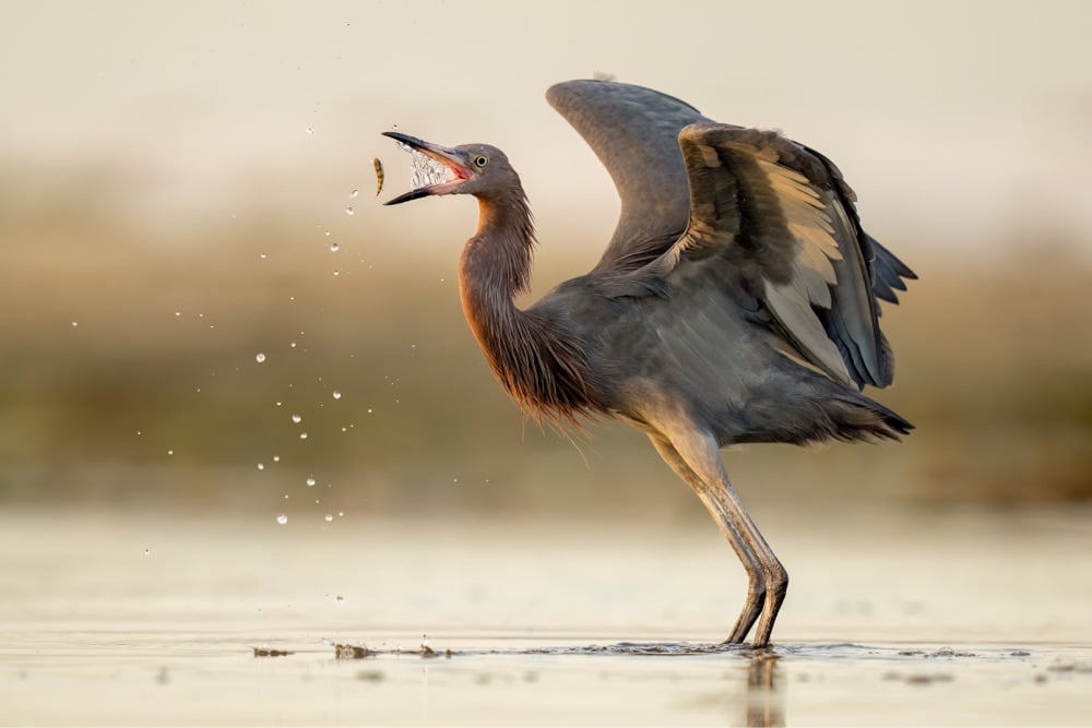 an egret catches a fish