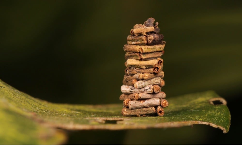 a little house a bagworm caterpillar has built on its back out of twigs