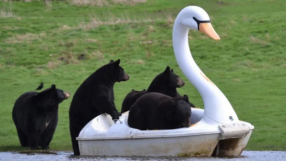 bearsinswanboat.jpg