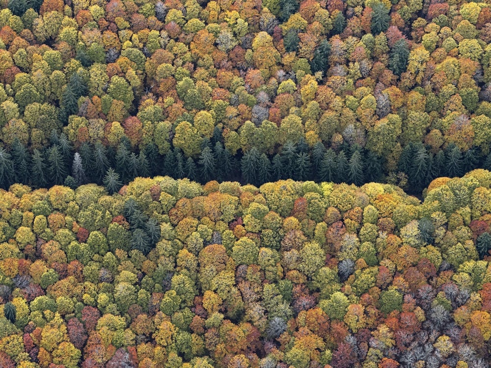 an autumnal forest from above