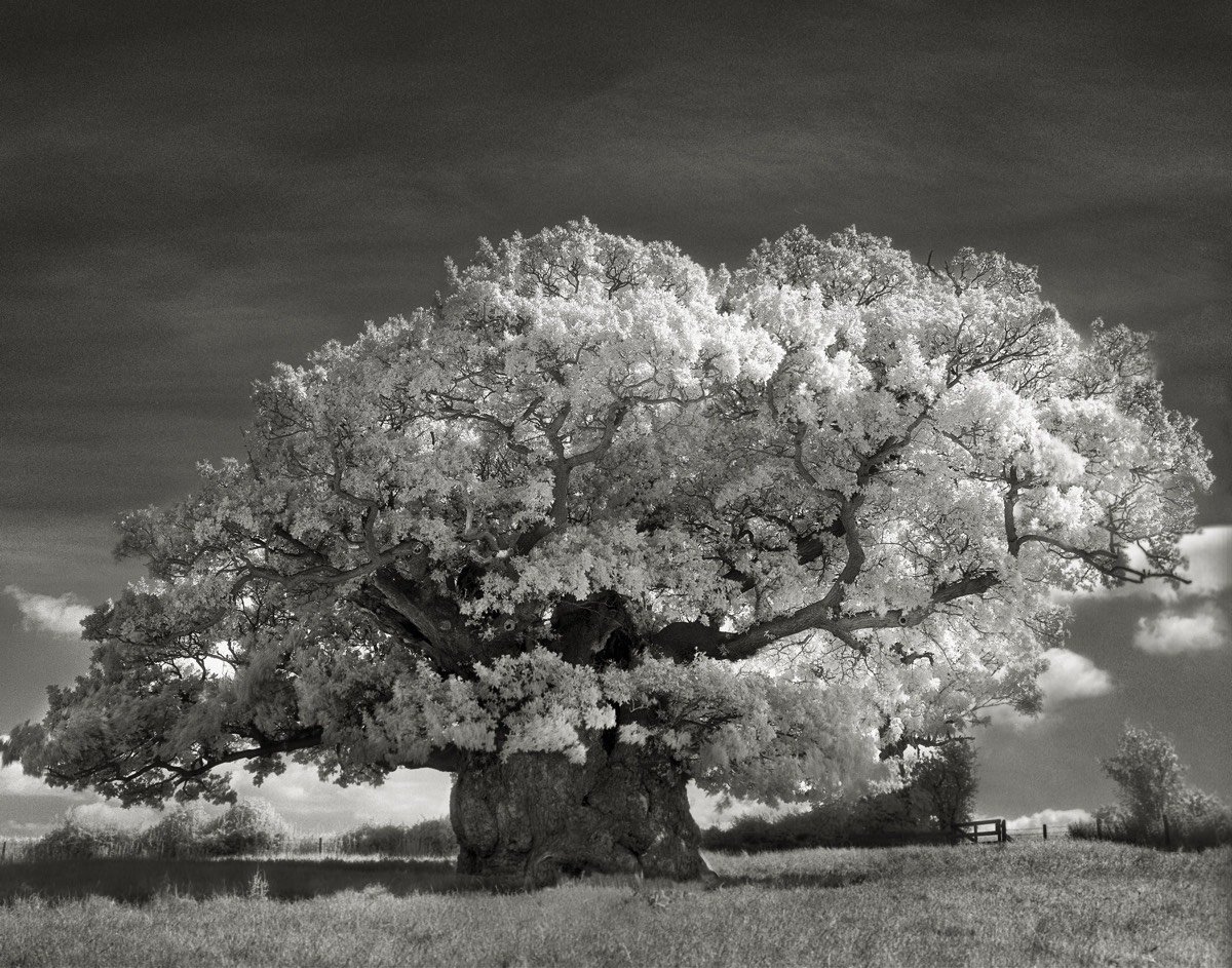 Beth Moon