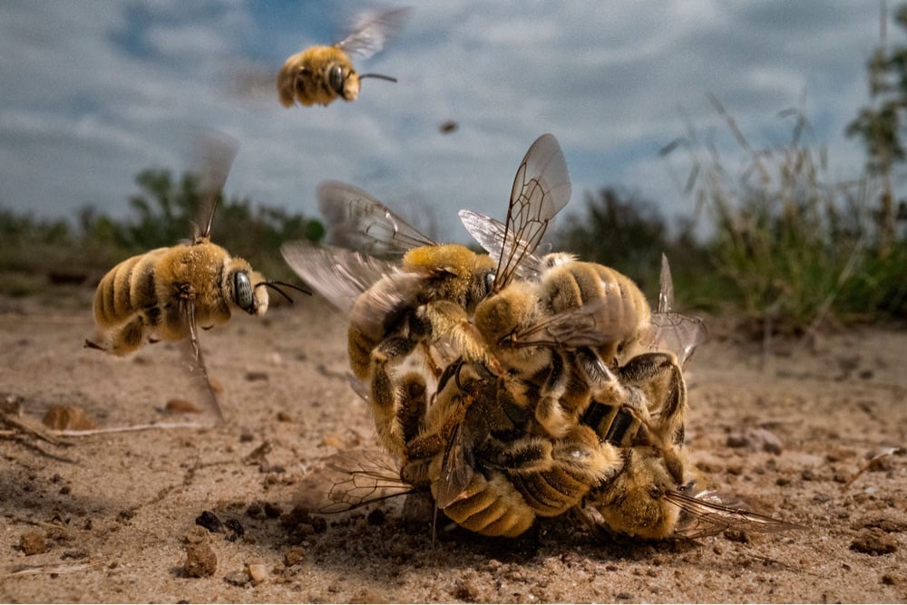 a ball of bumble bees