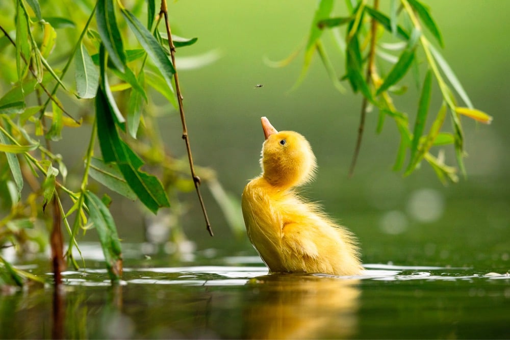 Bird Photographer of the Year 2021 finalist