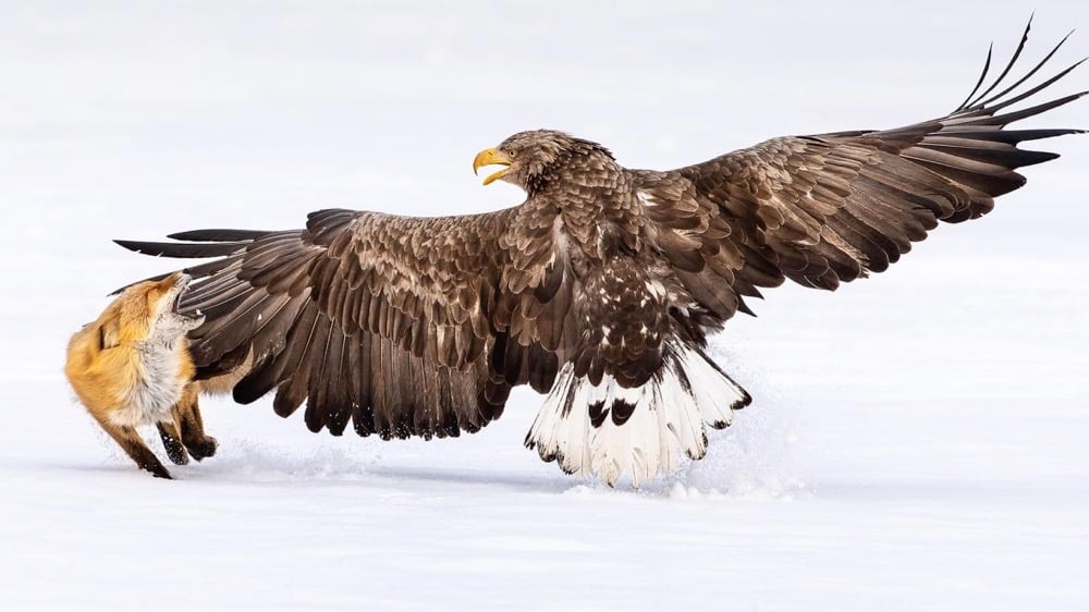 Bird Photographer of the Year 2021 finalist