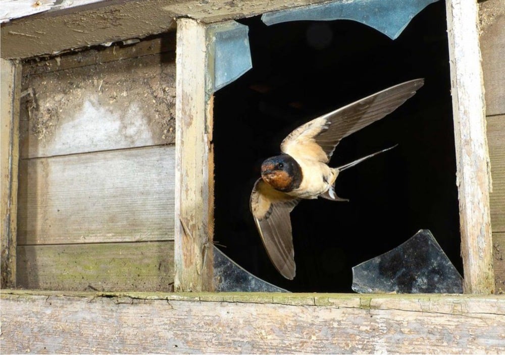 Bird Photographer of the Year 2021 finalist