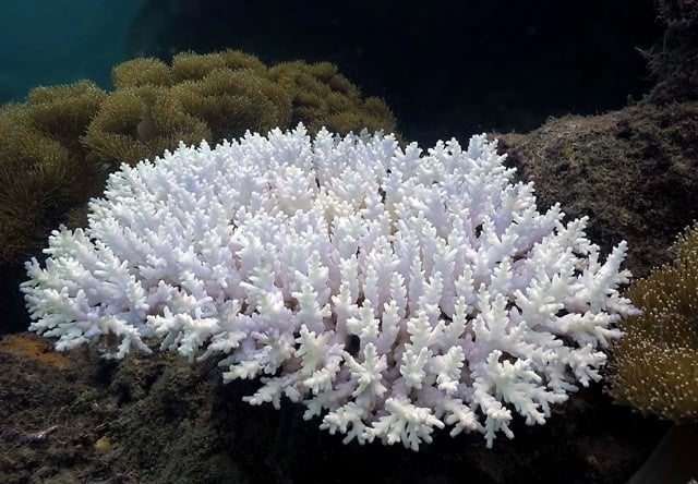 Bleached Coral