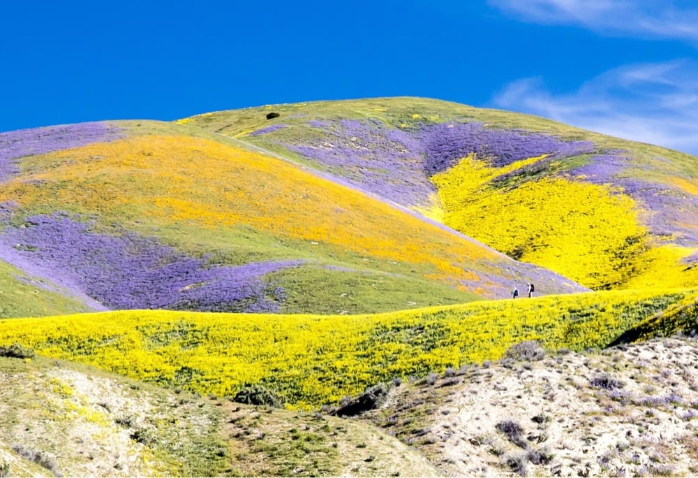 hill full of colorful wildflowers