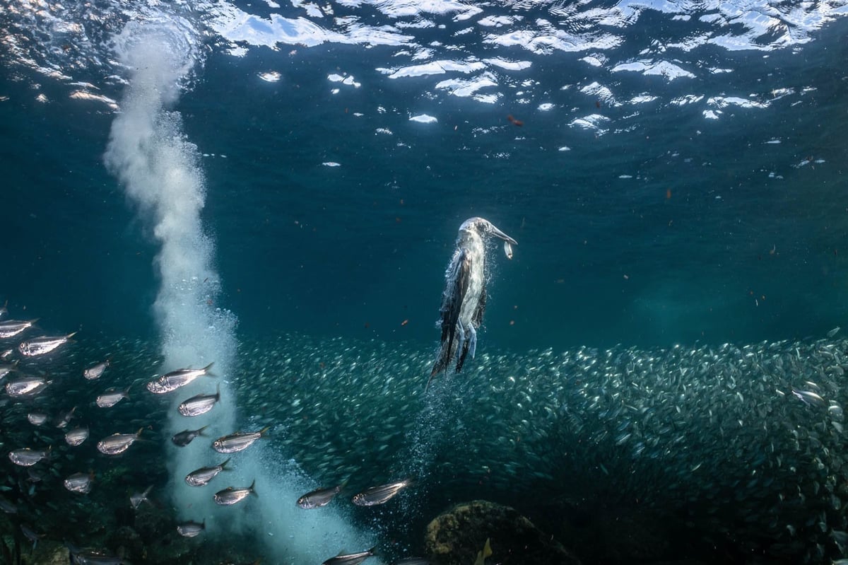 a diving bird returning to the surface with a fish in its mouth