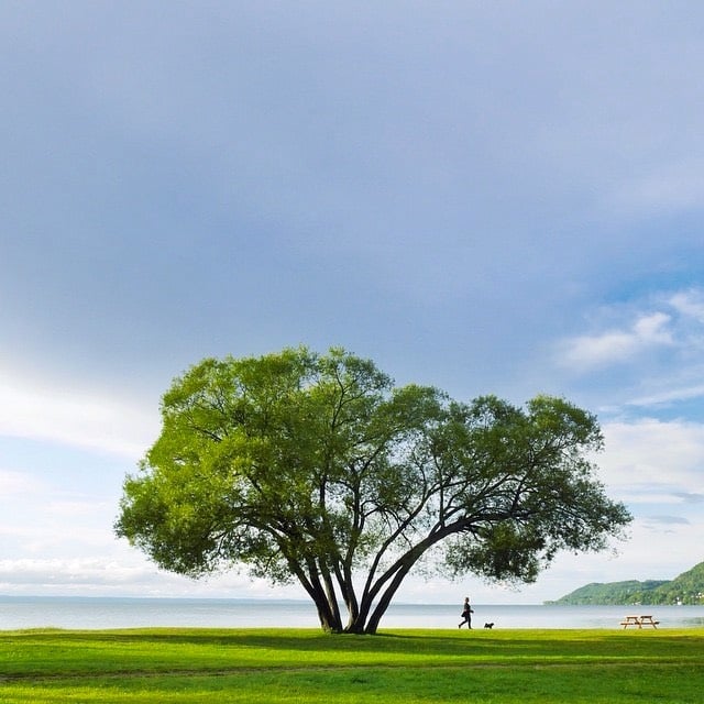 The Broccoli Tree