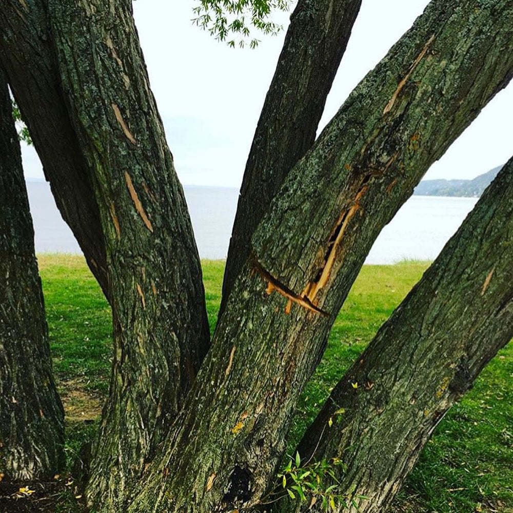 Broccoli Tree Vandal