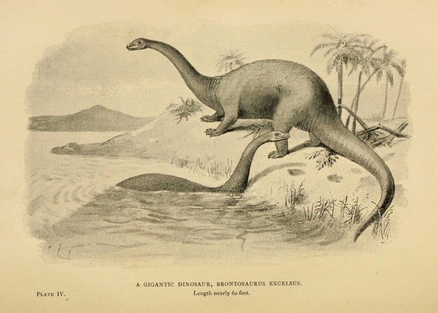 Brontosaurus