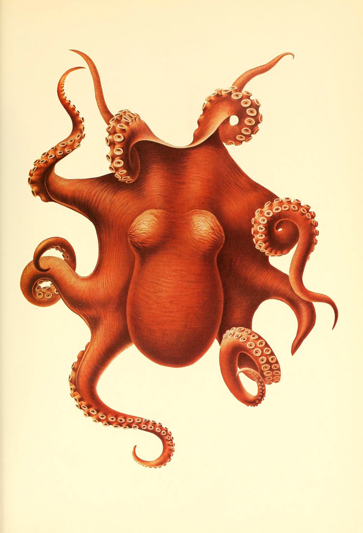 Cephalopoda