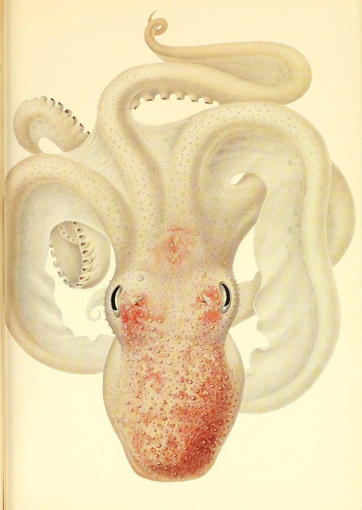 Cephalopoda