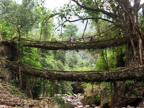 Cherrapungee Bridge