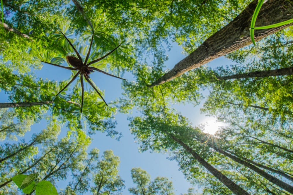 a spider rests on top of water below some trees