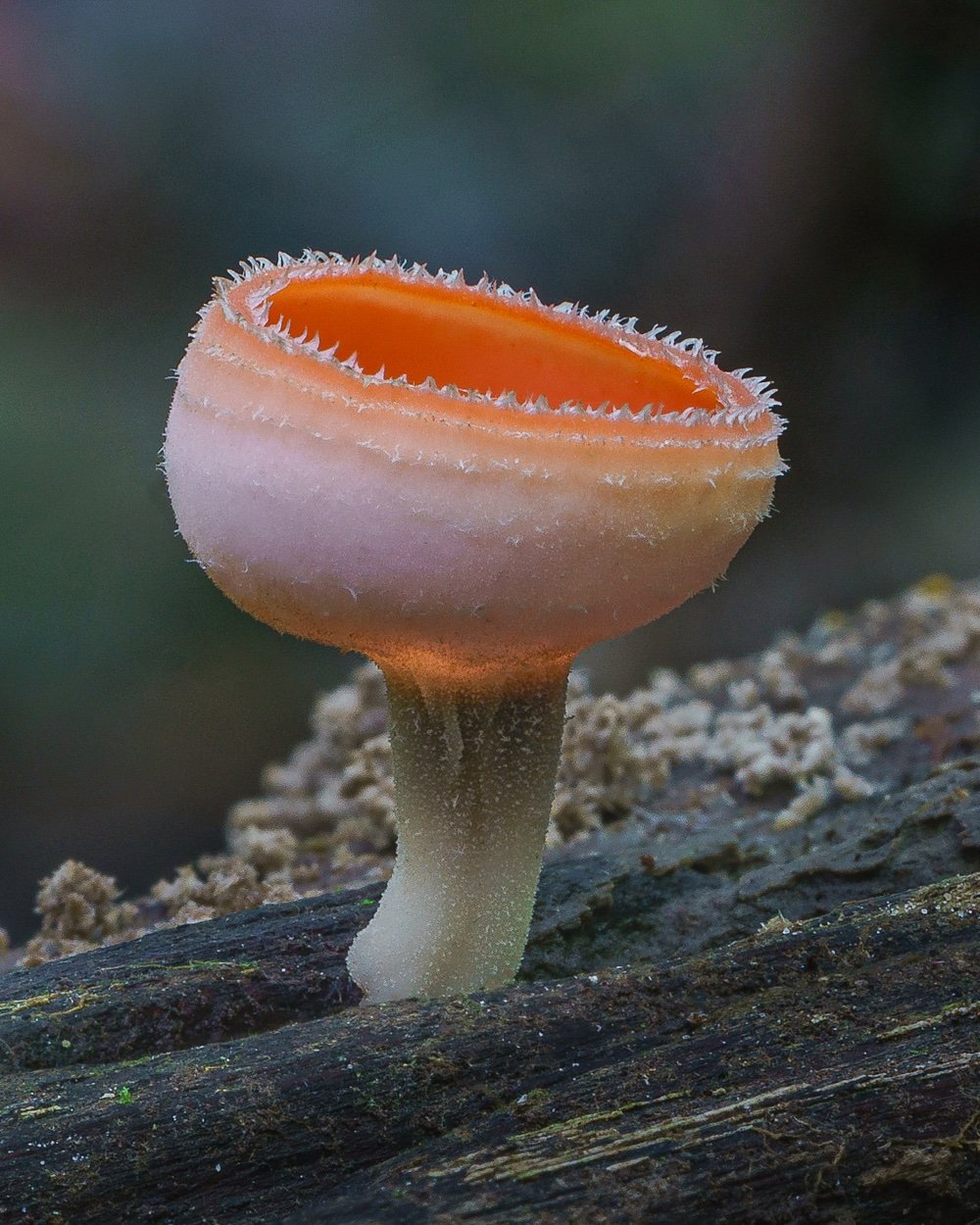 Colombia Cookeina Sulcipes Tropical Goblet