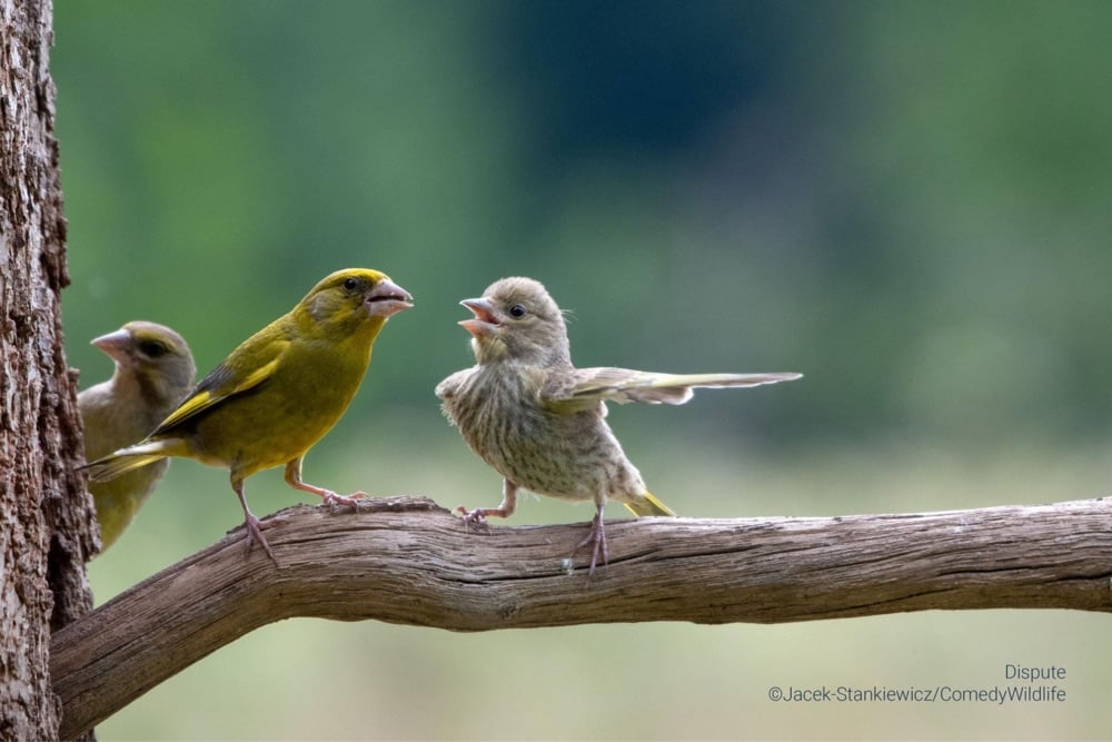 a bird that looks like it's telling two other birds which way to go