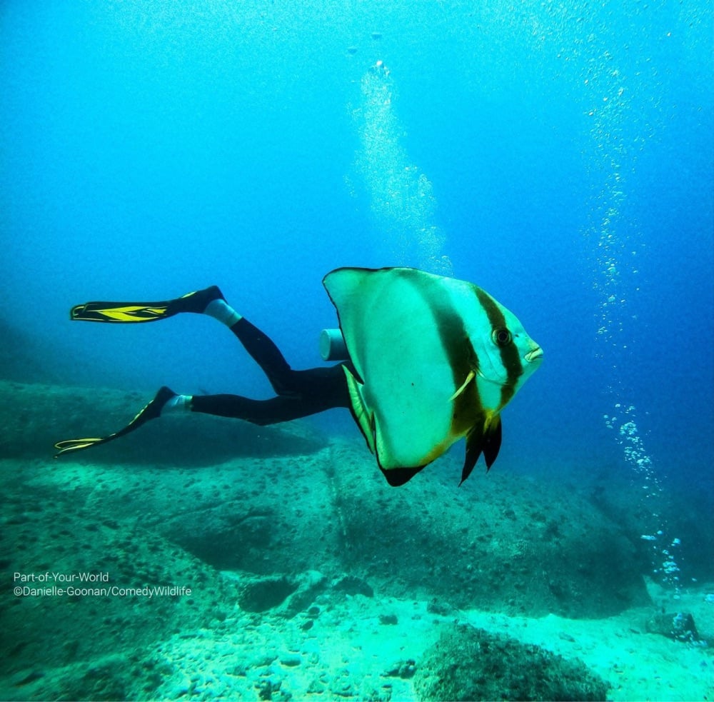 an optical illusion that looks like a tropical fish has the legs of a human scuba diver