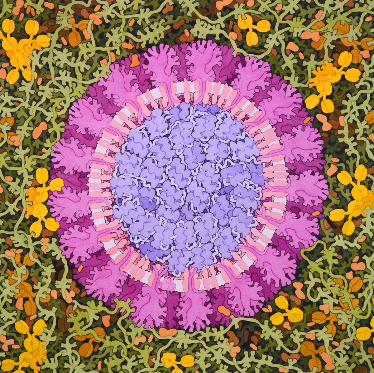 Coronavirus painting by biologist David Goodsell