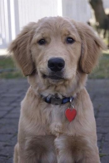 a dog that looks like Harrison Ford