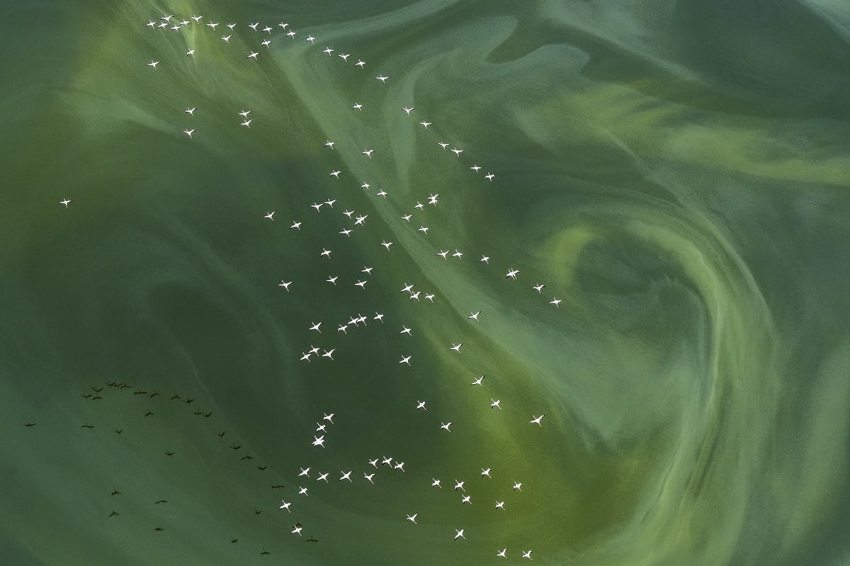 drone photo of a flock of white birds flying across a green expanse