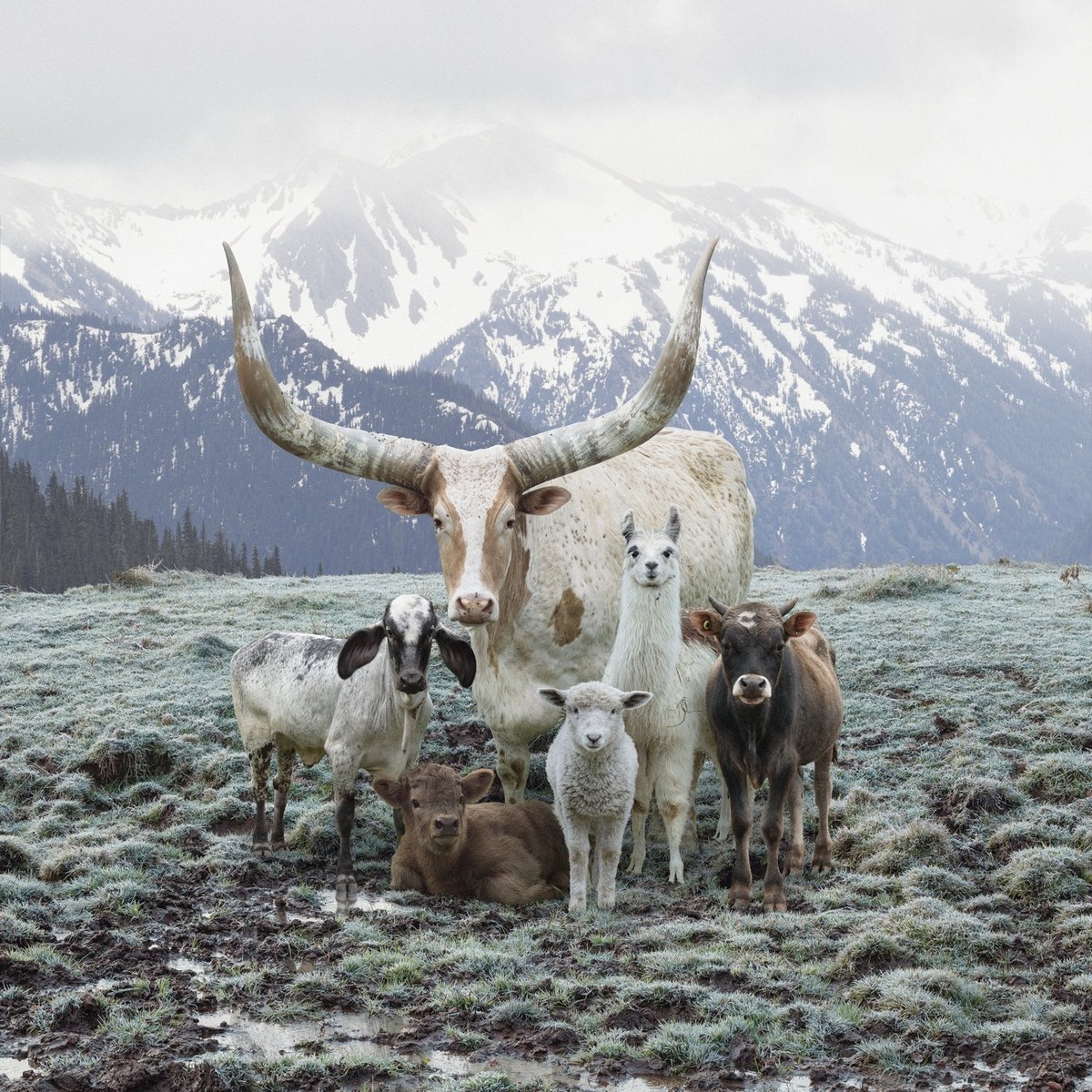 a group of farm animals posing together, as in a family photo