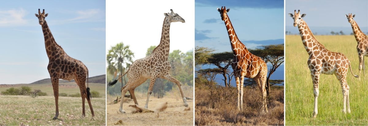 Giraffe Species