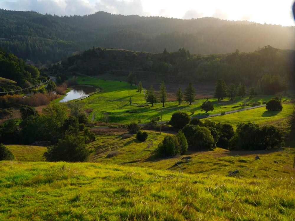 an old golf course that's being reclaimed and rewilded