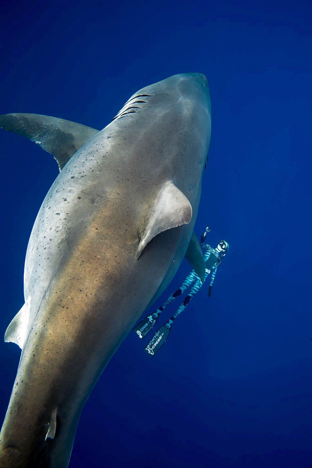 Great White Swim