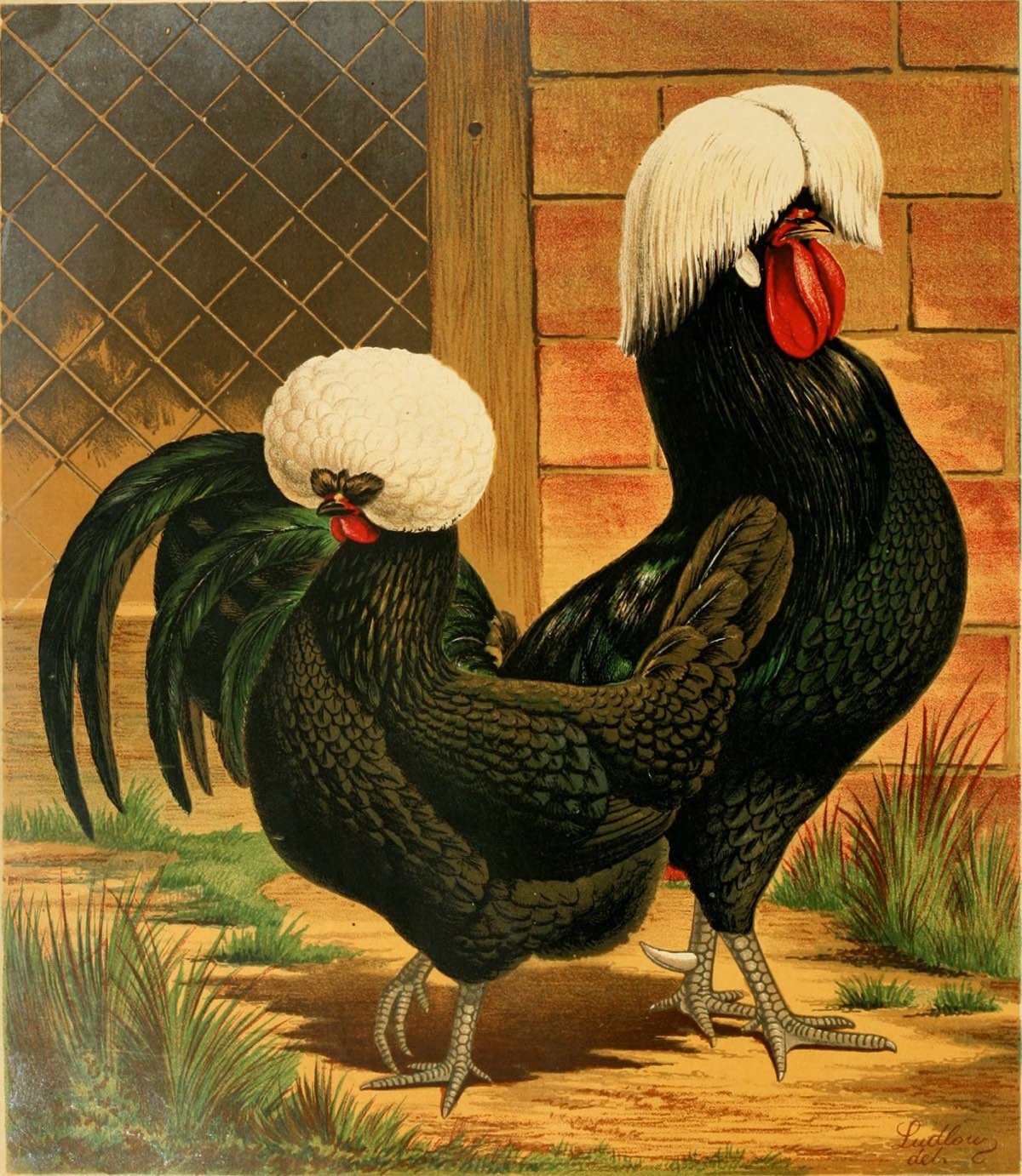 Illustrated Poultry